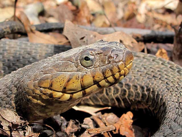 snakes of the chesapeake