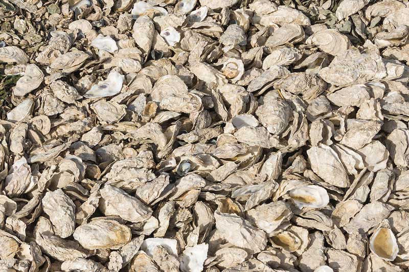 maryland oyster season