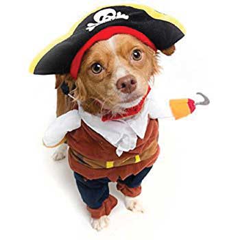 Pirate dog. Courtesy Amazon.com