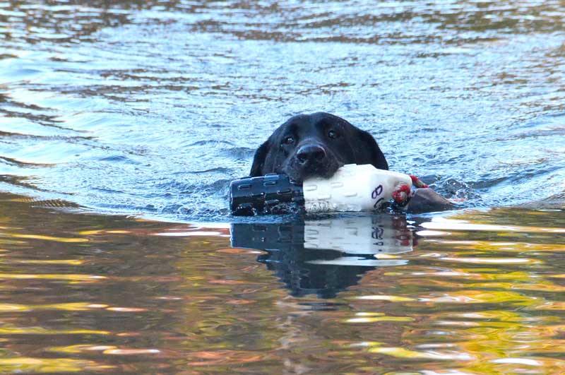 A retriever demonstration is one of the highlights of the outdoor activities. Photo courtesy of the Waterfowl Festival