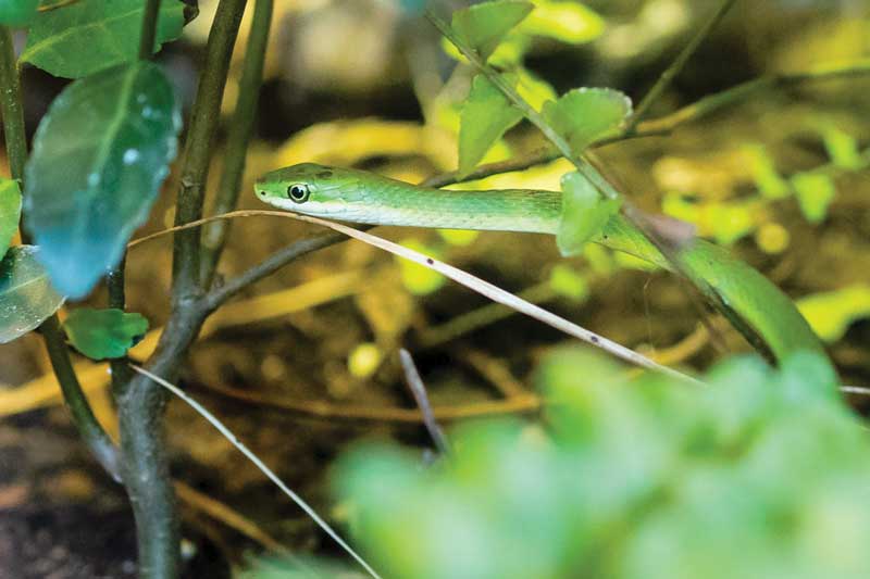 snakes of the chesapeake