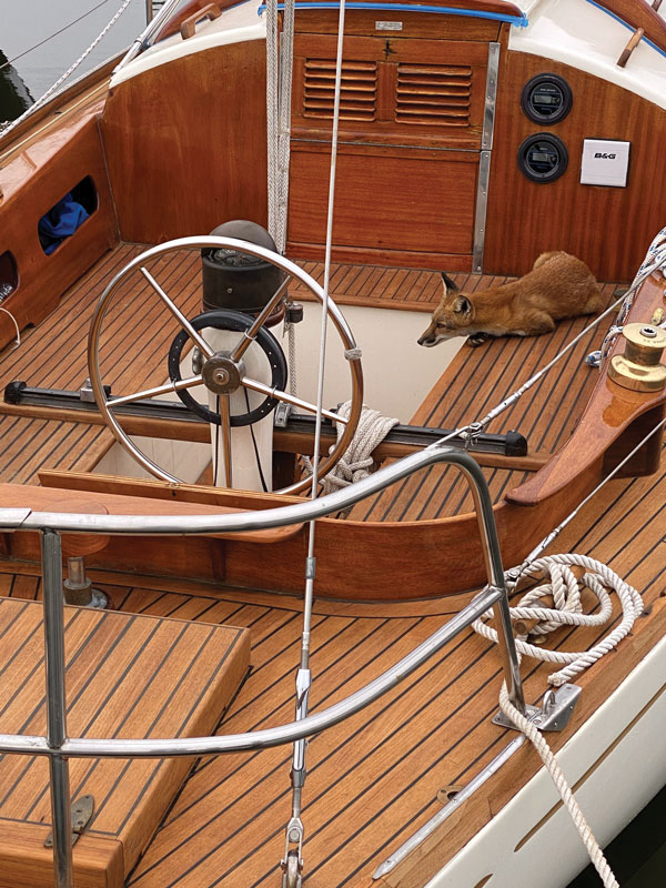 teak