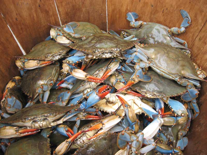 The purpose of this action is to make clarifications in regulatory text for blue crabs. Image courtesy SERC