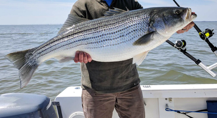 Emergency Closure of Virginia Trophy Rockfish Season