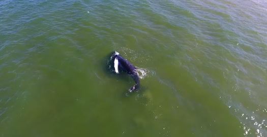 stranded humpback whale