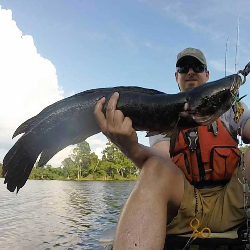 PropTalk's Zach Ditmars caught the 31-inch northern snakehead at Blackwater NWR in Cambridge, MD, that was prepared for this dish. 