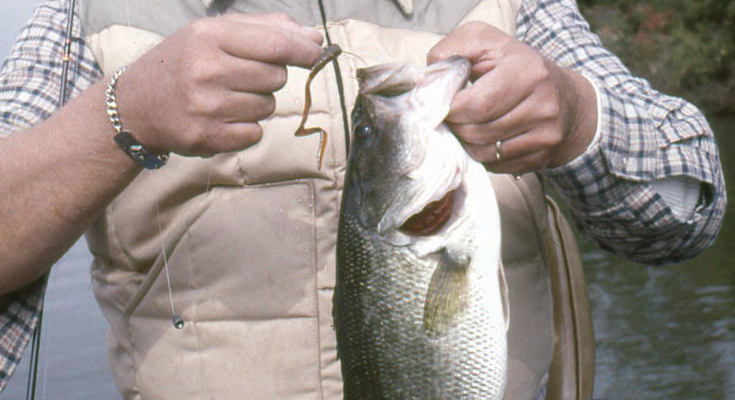 tidal river bass