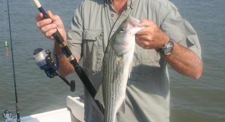 surface lures