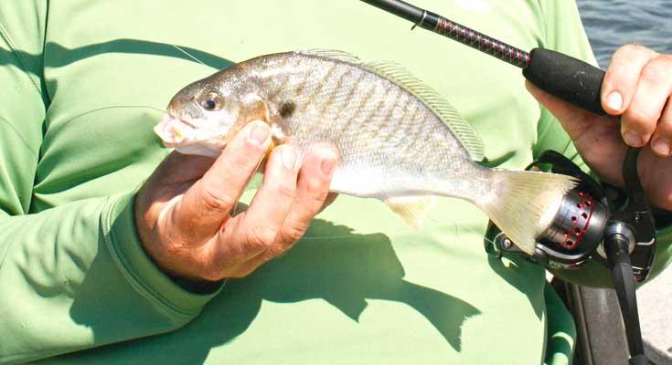 bottom fishing