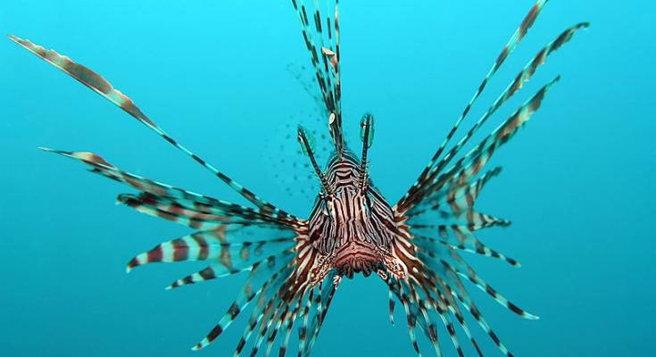 lionfish
