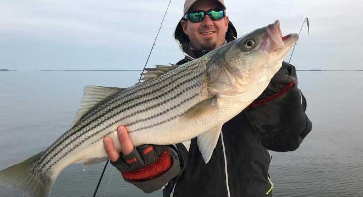 Striped Bass Conservation Regulations