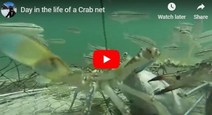 crab net