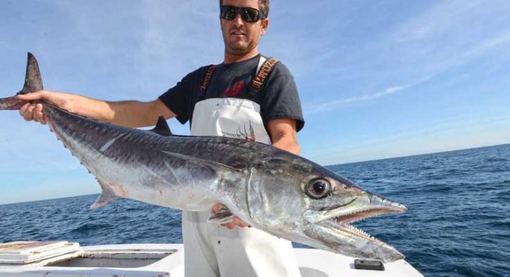 king mackerel