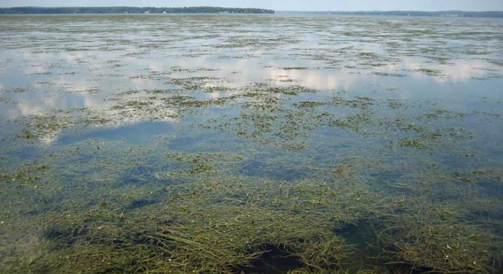 underwater grasses
