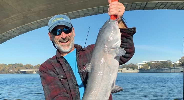 blue catfish