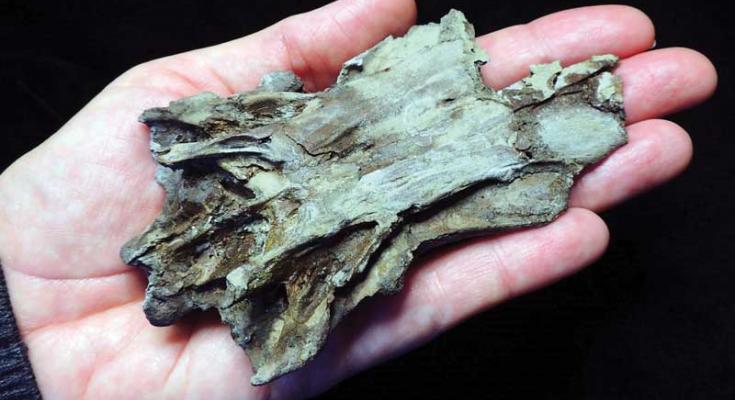 new fossil fish species