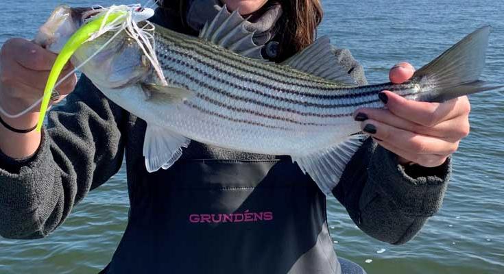 striped bass