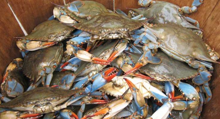 blue crab winter dredge survey