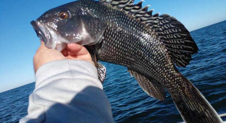 black sea bass