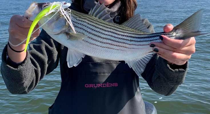 striped bass