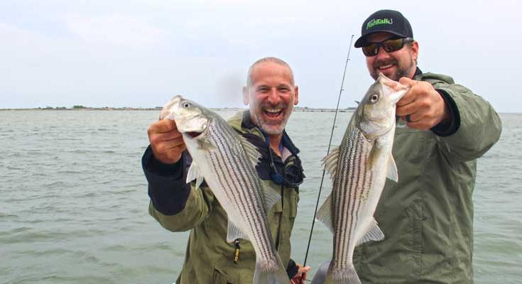 striped bass regulations