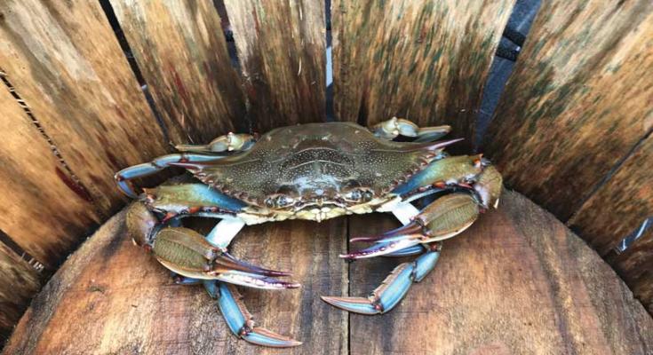 blue crab winter dredge survey