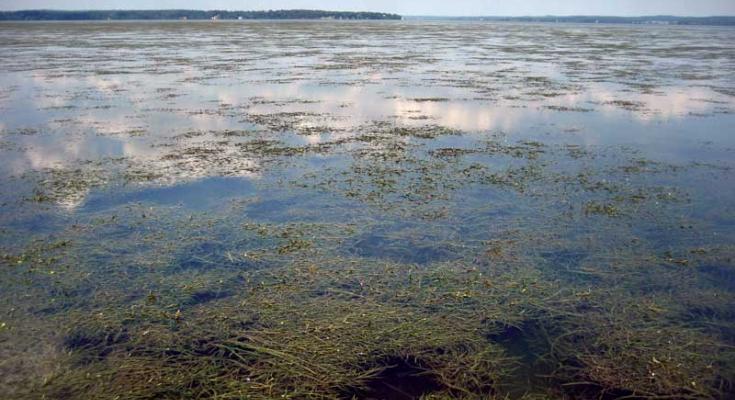 underwater grasses