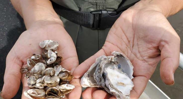 oysters