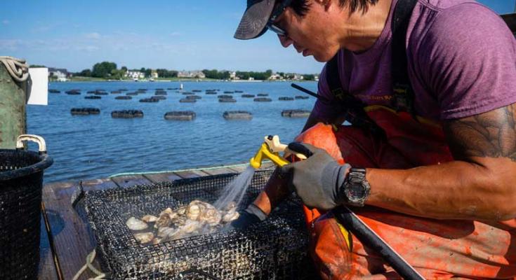 chesapeake oyster