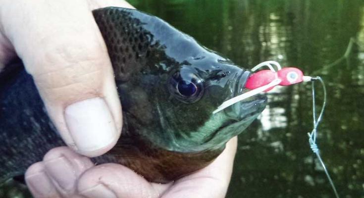 bluegill