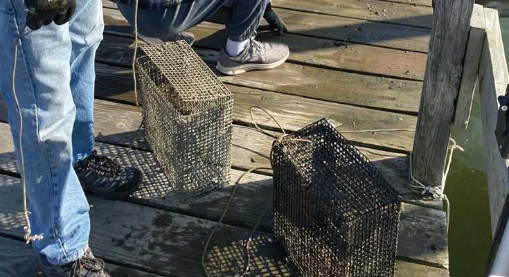 oyster gardening