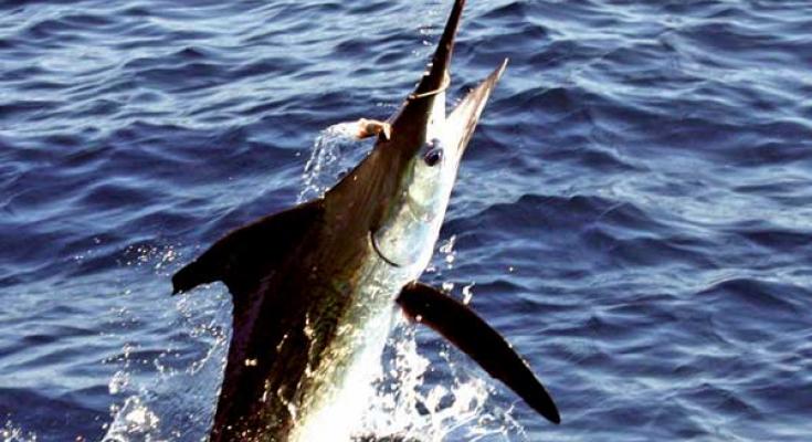 marlin tournaments