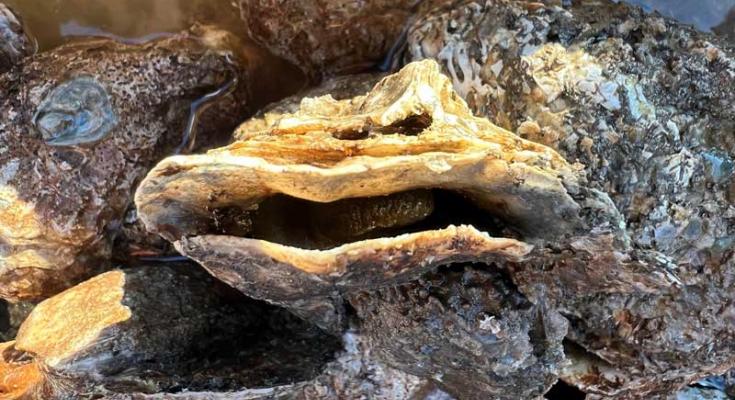 oyster planting