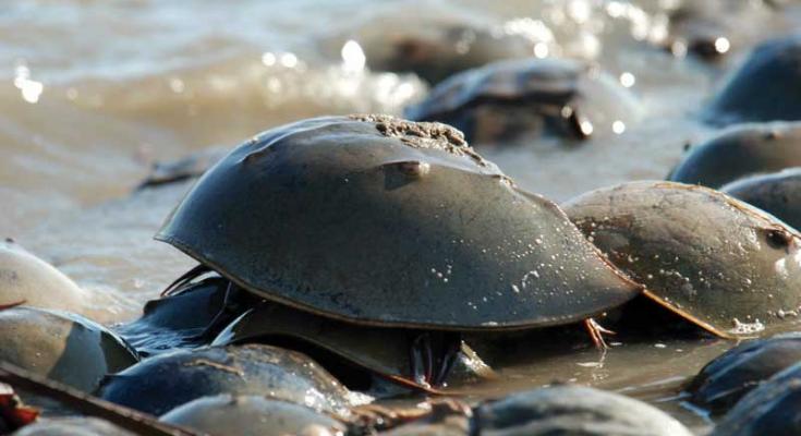 horseshoe crabs