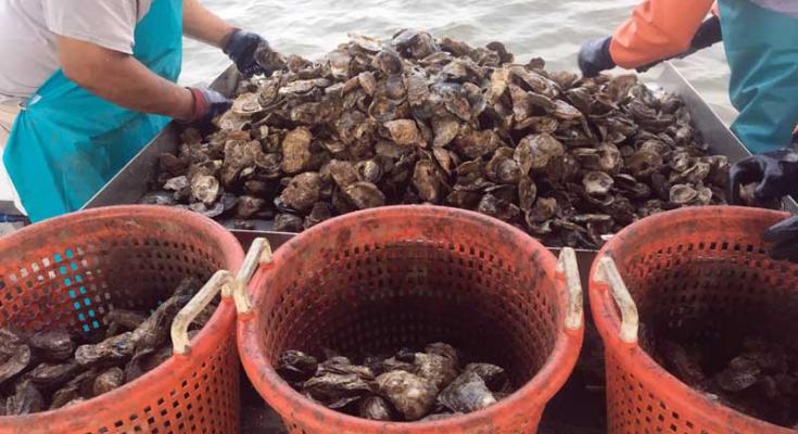Maryland Oyster Aquaculture