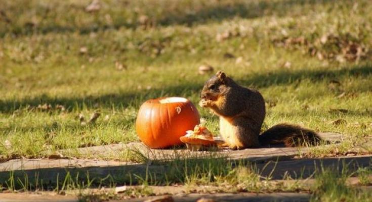 recycle pumpkins