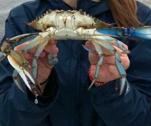 maryland crabbing