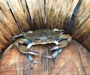 blue crab winter dredge survey