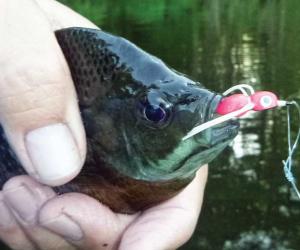 bluegill