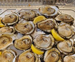 oyster