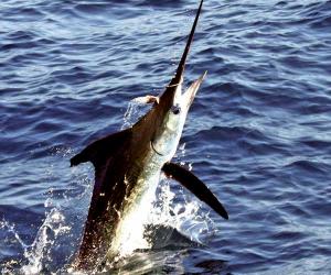 marlin tournaments