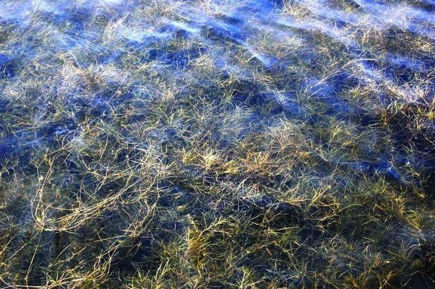 Bay grasses growing in Poplar Harbor, MD. Photo by Alicia Pimental/Chesapeake Bay Program