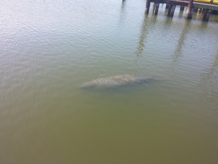 A manatee was a special visitor to Dandy Haven Marina in Hampton.