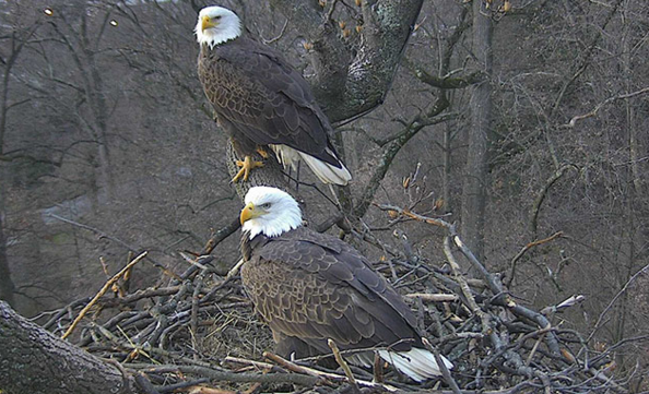 A regal couple. Photo by Sue Greely/USNA. Courtesy of 2016 American Eagle Foundation, EAGLES.ORG A regal couple. Photo by Sue Greely/USNA. Courtesy of 2016 American Eagle Foundation, EAGLES.ORG