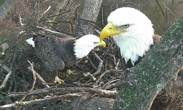 Rebuilding the nest earlier in the season. Photo by Sue Greeley/USNA. Courtesy of 2016 American Eagle Foundation, EAGLES.ORG Rebuilding the nest earlier in the season. Photo by Sue Greeley/USNA. Courtesy of 2016 American Eagle Foundation, EAGLES.ORG