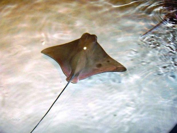 Photo courtesy of Calvert Marine Museum, where the skates and rays of the Mid-Atlantic exhibit will greet you next to the lobby.