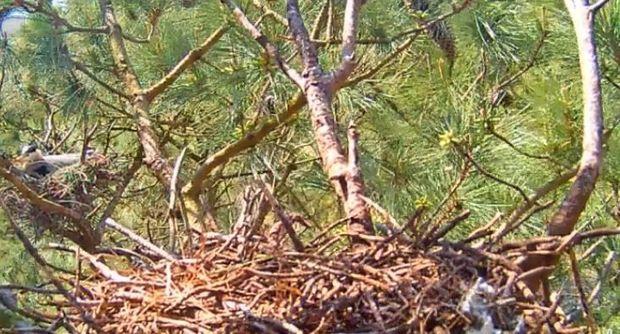 In the background, a heron is incubating eggs, set to hatch in mid-April. Screenshot from the great blue heron cam. In the background, a heron is incubating eggs, set to hatch in mid-April. Screenshot from the great blue heron cam.