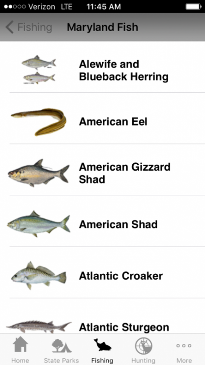 One of the features of the Access DNR app is the MD fish and shellfish identifier.