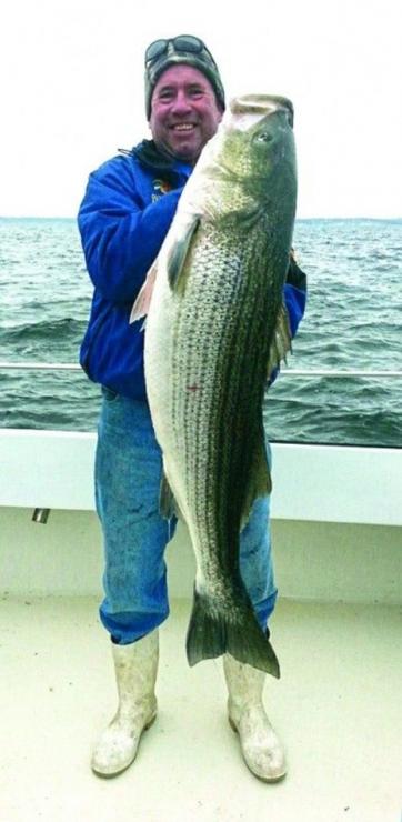Mike Hillegas from Severna Park, MD, with a 49", 46 pound rock. After almost calling it quits for the day, they snagged this fish while trolling near Parkers Creek with a white umbrella rig with a 9" white shad. Submitted by David Mogel, Mary Lou Too Charters