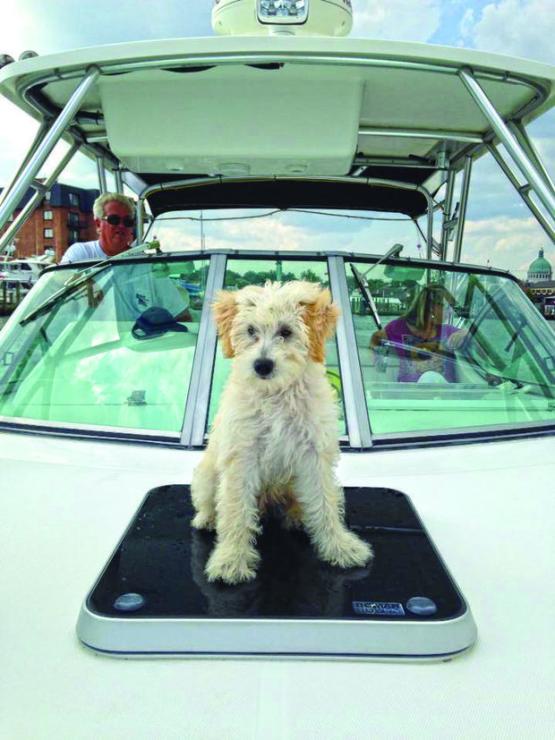 Regardless of how strong a swimmer your dog is, it's best to keep a lifejacket on them while underway. Bohdi is a Wheaton Terrier/Poodle mix, pictured here in Ego Alley, Annapolis. Photo by Jim Gill